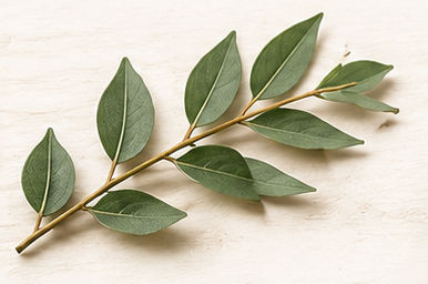 Eucalyptus